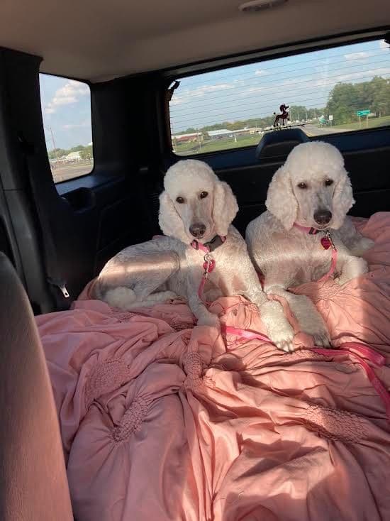 Show Poodles for Pet Homes located in Southwest Wisconsin breeder image 7