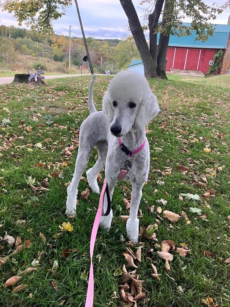 Show Poodles for Pet Homes located in Southwest Wisconsin breeder image 8