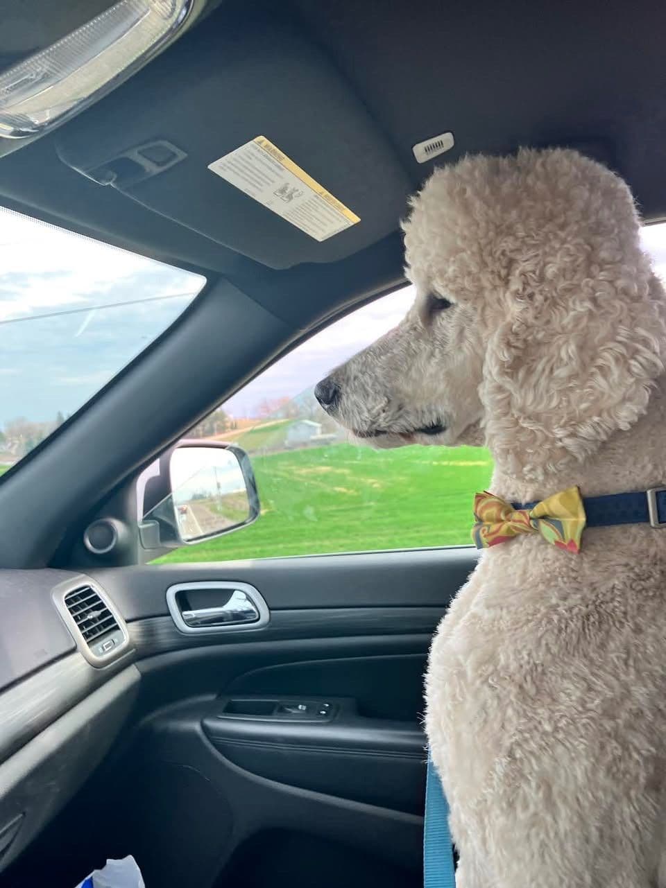Show Poodles for Pet Homes located in Southwest Wisconsin breeder image 10