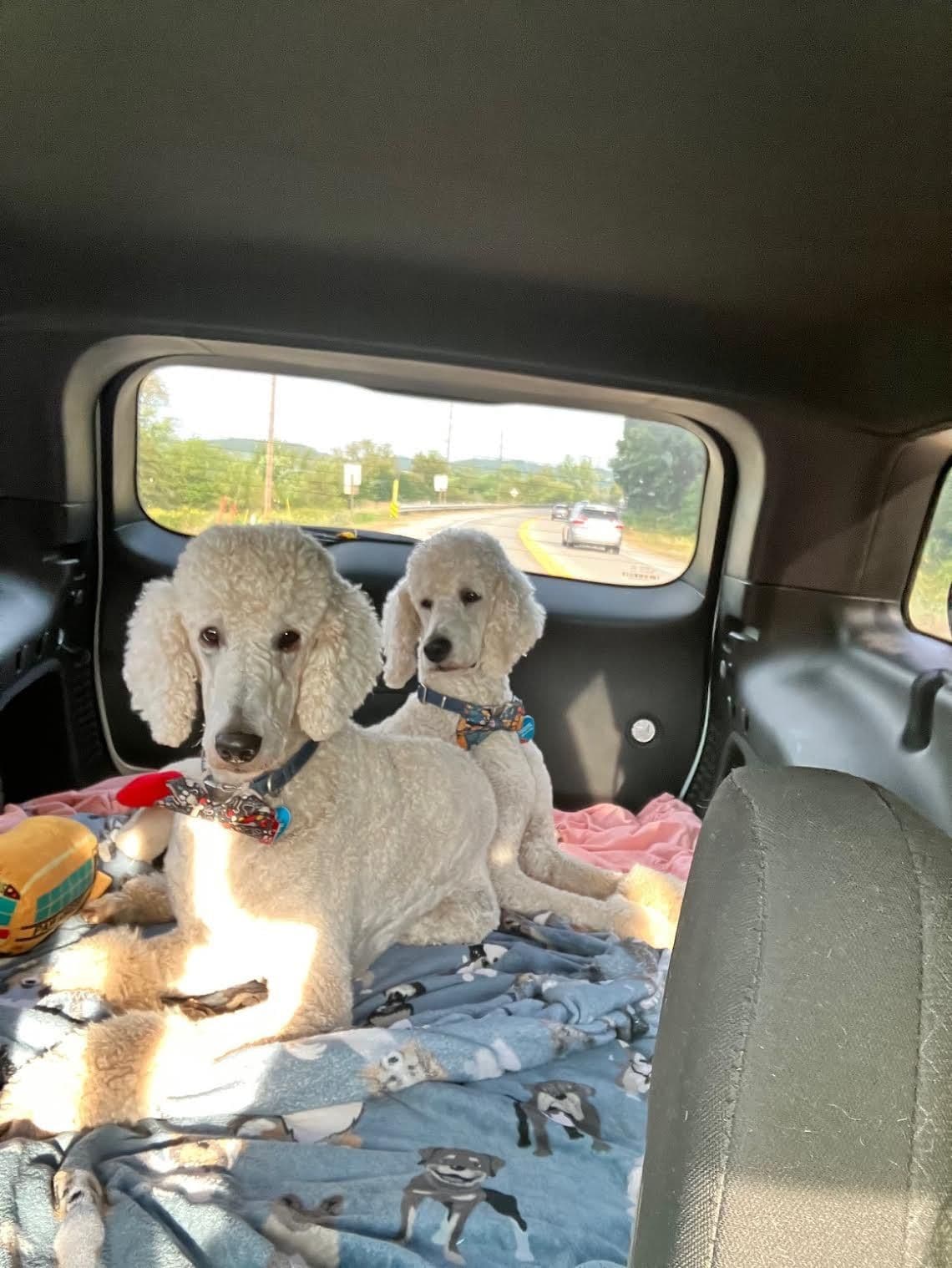Show Poodles for Pet Homes located in Southwest Wisconsin breeder image 12