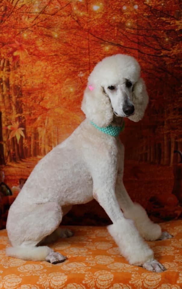 Show Poodles for Pet Homes located in Southwest Wisconsin breeder image 14