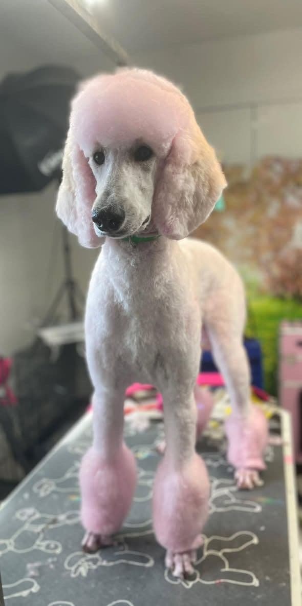 Show Poodles for Pet Homes located in Southwest Wisconsin breeder image 15