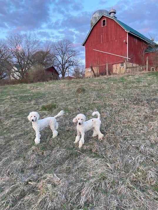 Show Poodles for Pet Homes located in Southwest Wisconsin breeder image 16