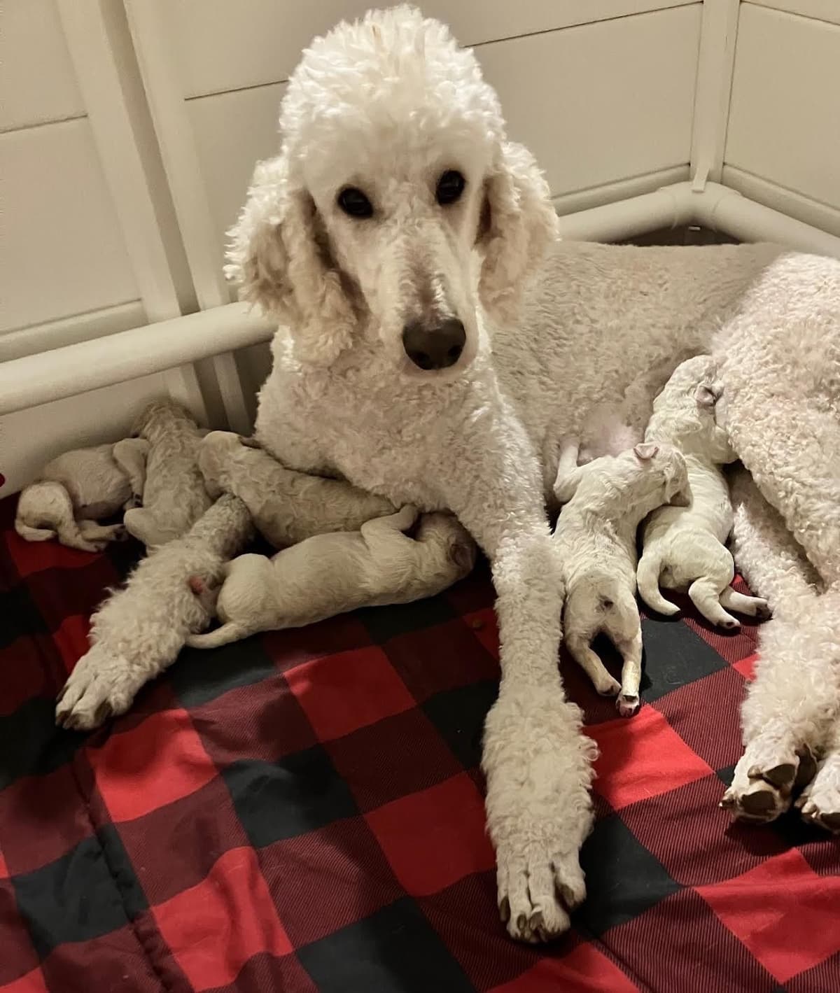 Show Poodles for Pet Homes located in Southwest Wisconsin breeder image 17
