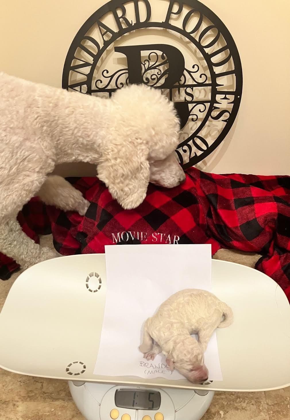 Show Poodles for Pet Homes located in Southwest Wisconsin breeder image 18