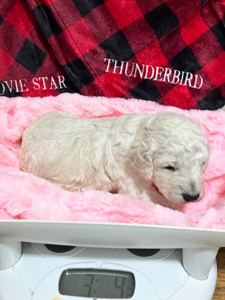 Show Poodles for Pet Homes located in Southwest Wisconsin breeder image 20