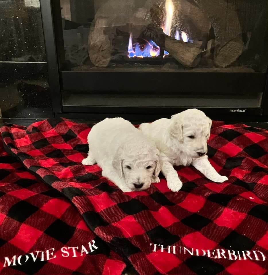 Show Poodles for Pet Homes located in Southwest Wisconsin breeder image 3