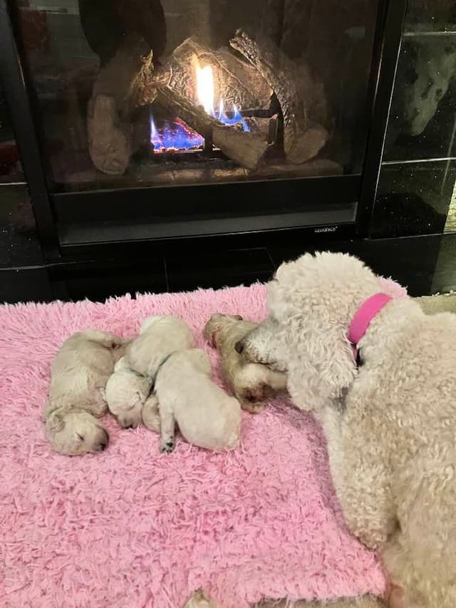 Show Poodles for Pet Homes located in Southwest Wisconsin media 3