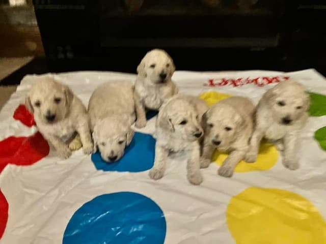 Show Poodles for Pet Homes located in Southwest Wisconsin media 13