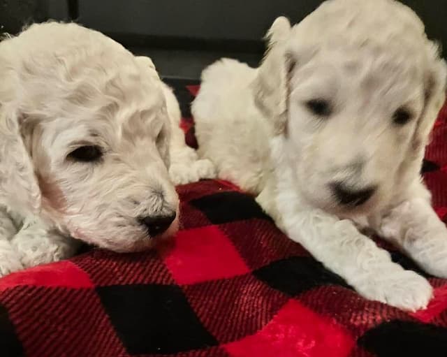 Show Poodles for Pet Homes located in Southwest Wisconsin media 14