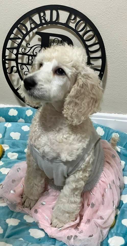Show Poodles for Pet Homes located in Southwest Wisconsin media 11