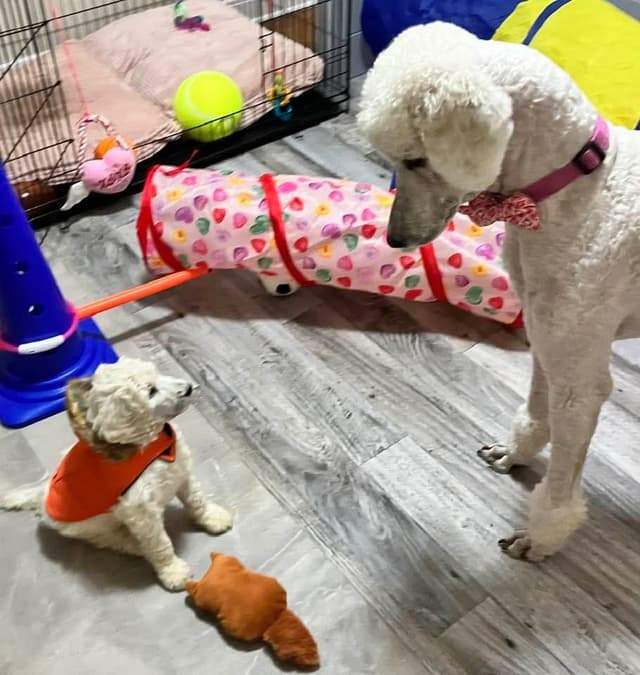 Show Poodles for Pet Homes located in Southwest Wisconsin media 4
