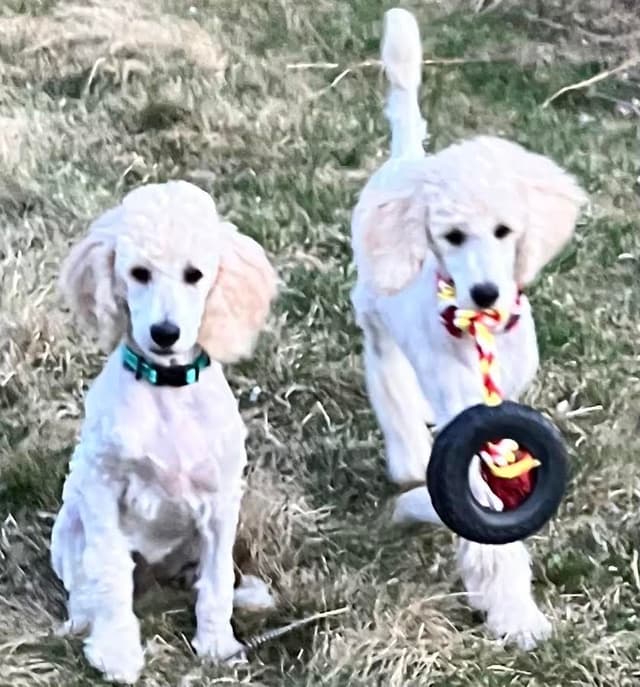 Show Poodles for Pet Homes located in Southwest Wisconsin media 10