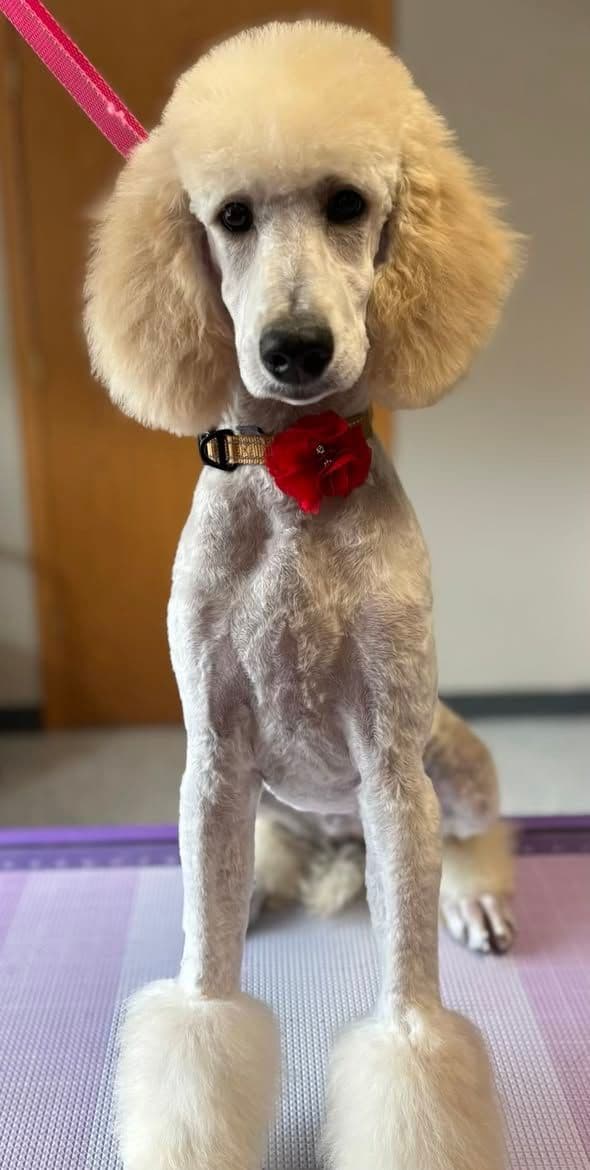 Show Poodles for Pet Homes located in Southwest Wisconsin media 17