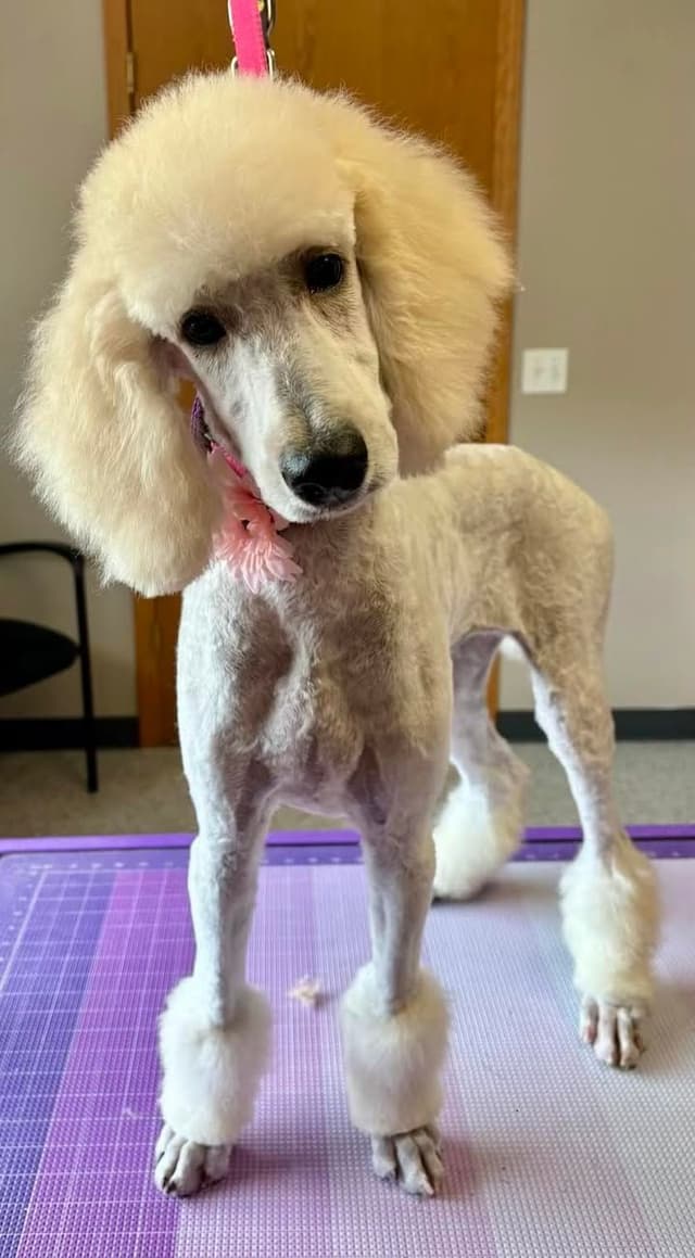 Show Poodles for Pet Homes located in Southwest Wisconsin media 6