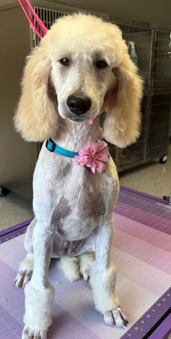 Show Poodles for Pet Homes located in Southwest Wisconsin media 5