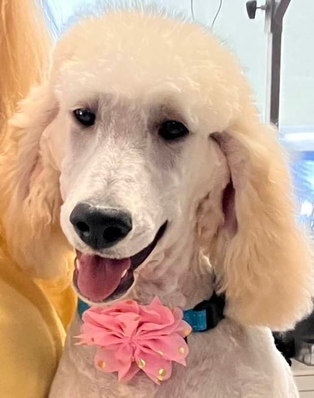 Show Poodles for Pet Homes located in Southwest Wisconsin media 8