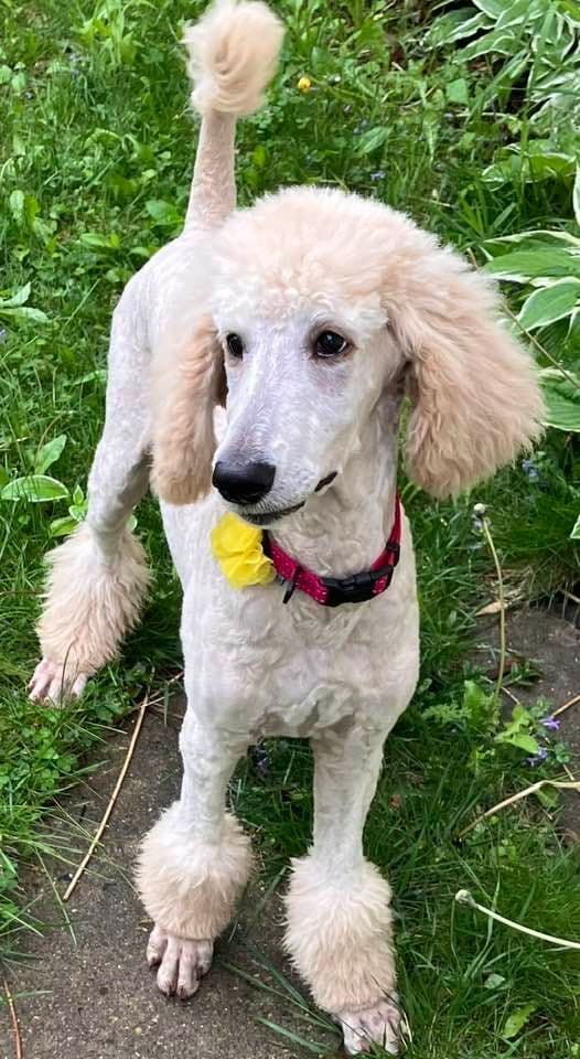 Show Poodles for Pet Homes located in Southwest Wisconsin media 5