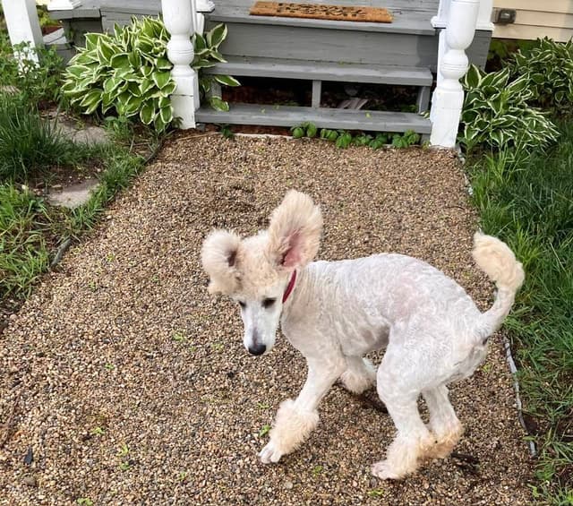 Show Poodles for Pet Homes located in Southwest Wisconsin media 6