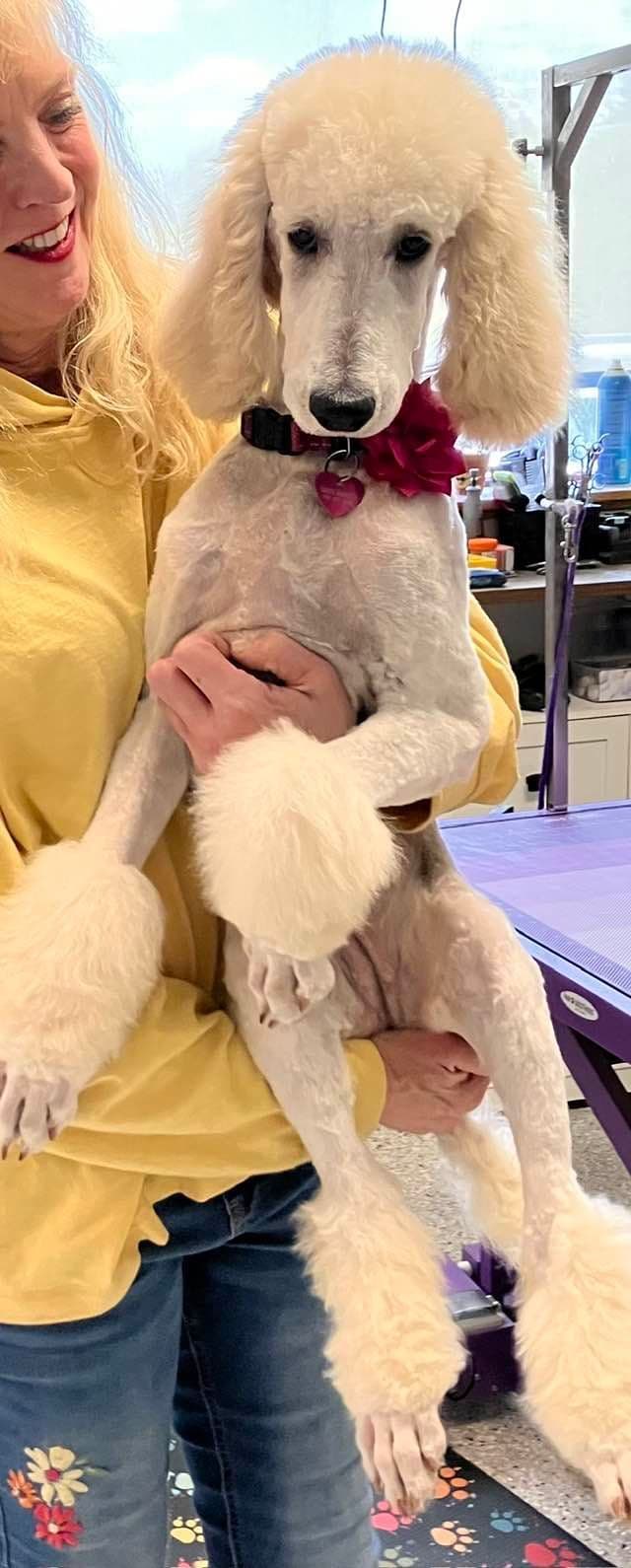 Show Poodles for Pet Homes located in Southwest Wisconsin media 7