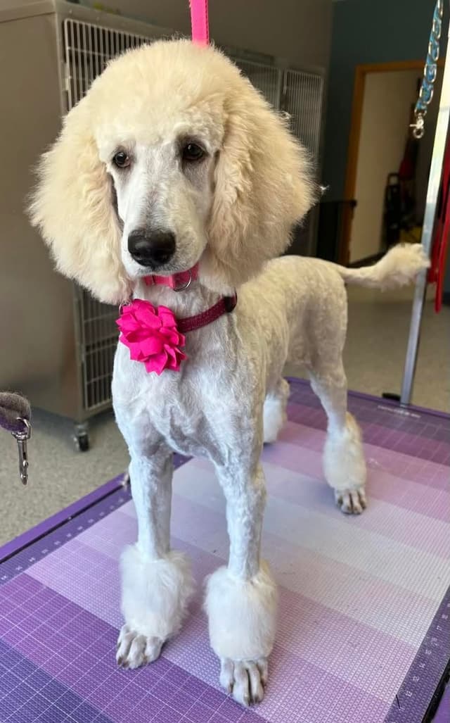 Show Poodles for Pet Homes located in Southwest Wisconsin media 8