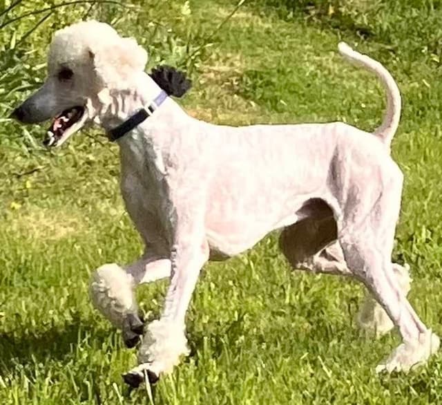 Show Poodles for Pet Homes located in Southwest Wisconsin media 9