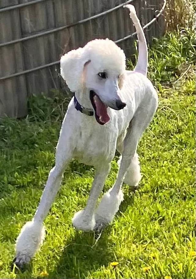 Show Poodles for Pet Homes located in Southwest Wisconsin media 2