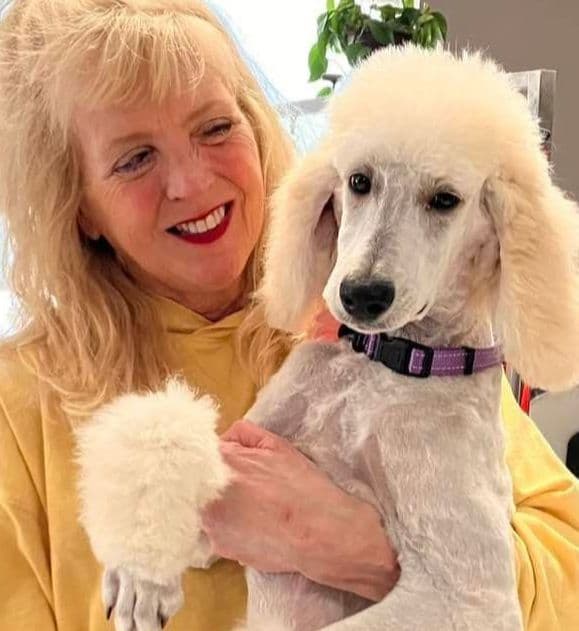Show Poodles for Pet Homes located in Southwest Wisconsin media 3