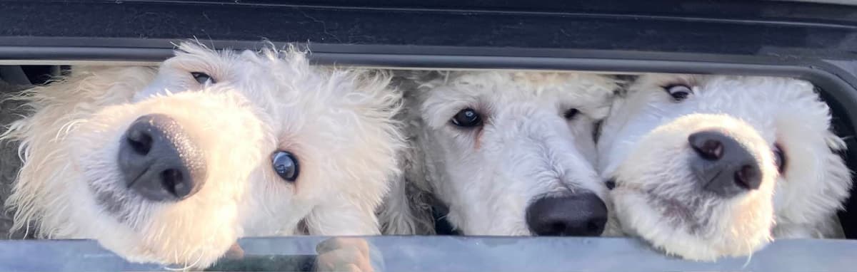 Show Poodles for Pet Homes located in Southwest Wisconsin breeder image 26