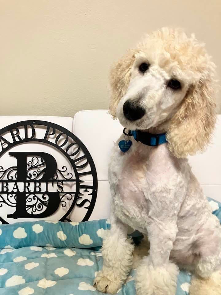 Show Poodles for Pet Homes located in Southwest Wisconsin breeder image 27