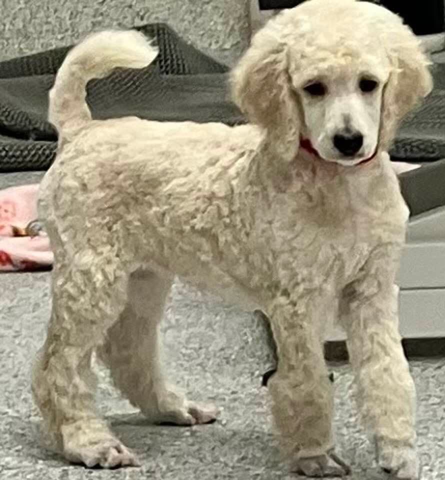 Show Poodles for Pet Homes located in Southwest Wisconsin breeder image 28