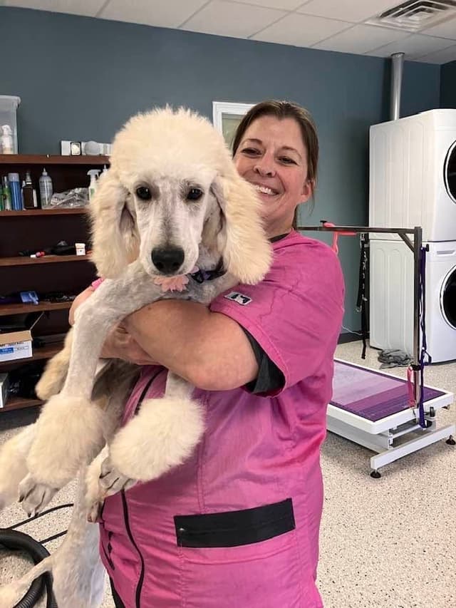 Show Poodles for Pet Homes located in Southwest Wisconsin media 7