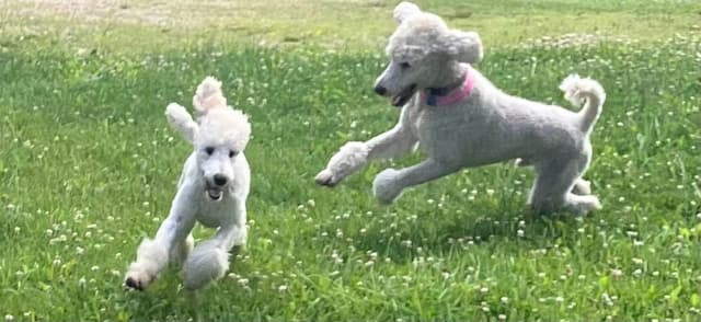 Show Poodles for Pet Homes located in Southwest Wisconsin media 18