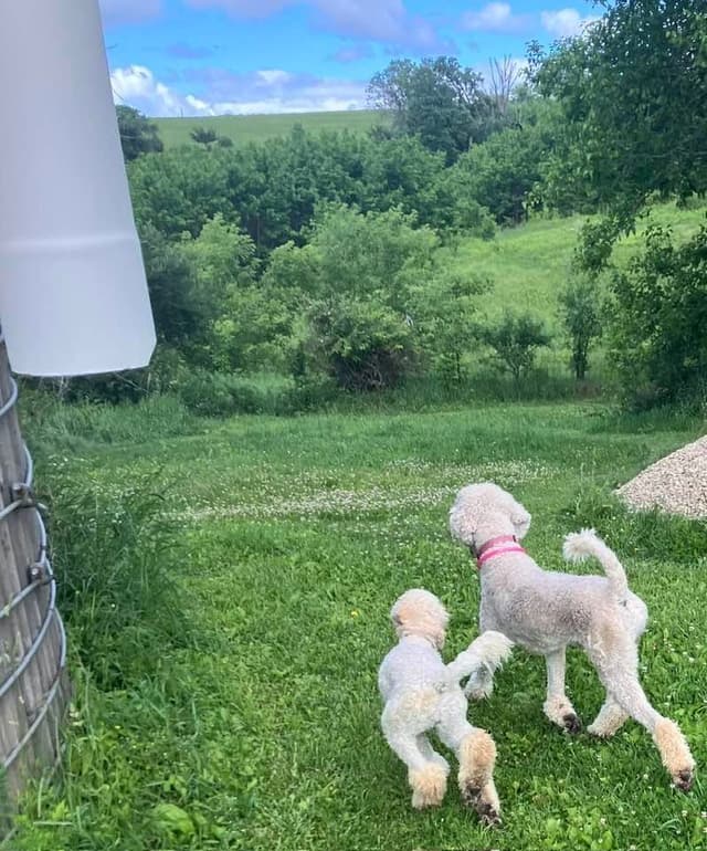 Show Poodles for Pet Homes located in Southwest Wisconsin media 19