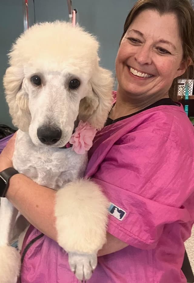 Show Poodles for Pet Homes located in Southwest Wisconsin media 10