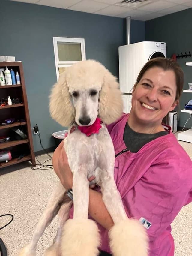 Show Poodles for Pet Homes located in Southwest Wisconsin media 12
