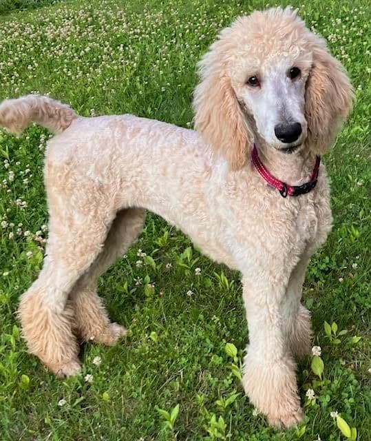 Show Poodles for Pet Homes located in Southwest Wisconsin media 13