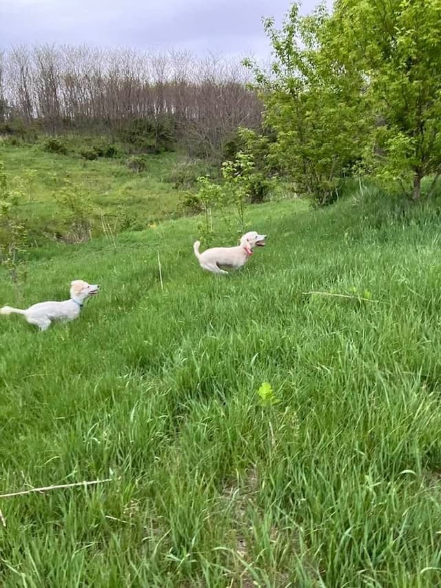 Show Poodles for Pet Homes located in Southwest Wisconsin media 15