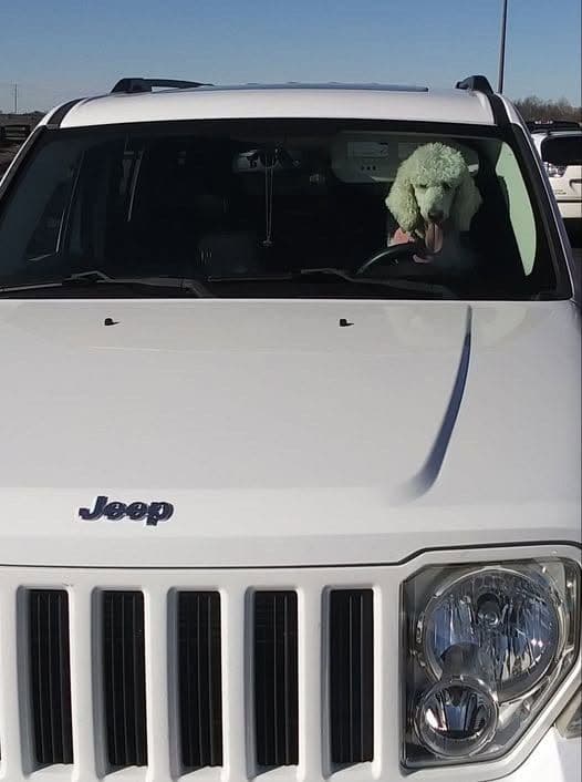 Show Poodles for Pet Homes located in Southwest Wisconsin media 17