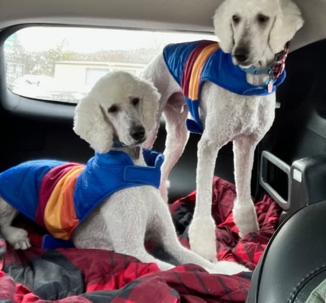 Show Poodles for Pet Homes located in Southwest Wisconsin media 18