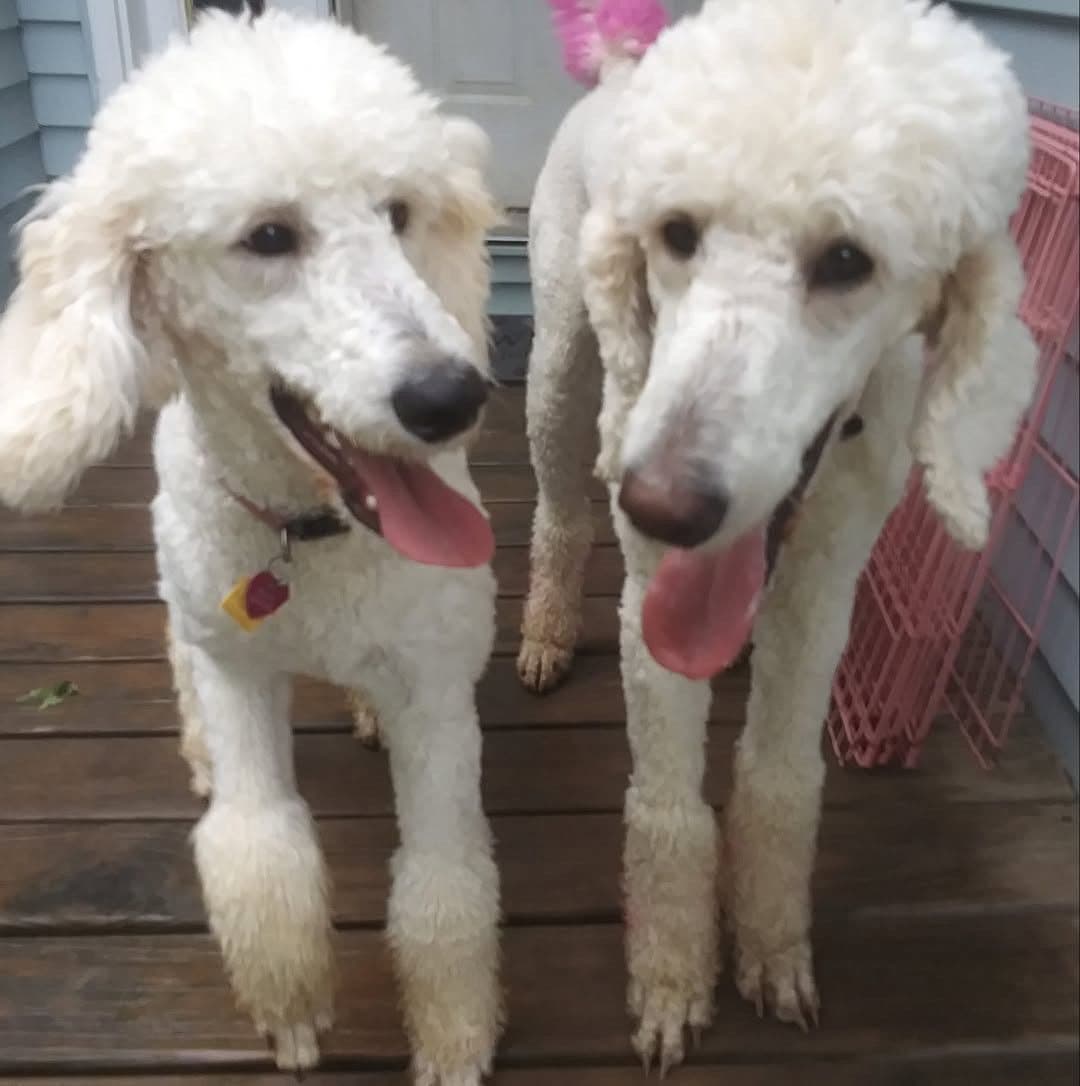 Show Poodles for Pet Homes located in Southwest Wisconsin breeder image 29
