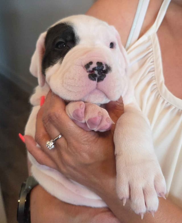 Dogo Argentino Puppies media 2