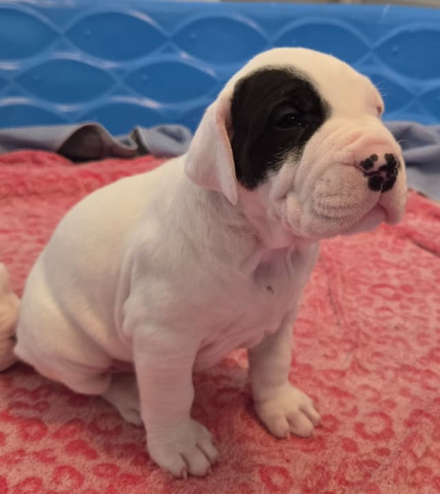 Dogo Argentino Puppies media 3