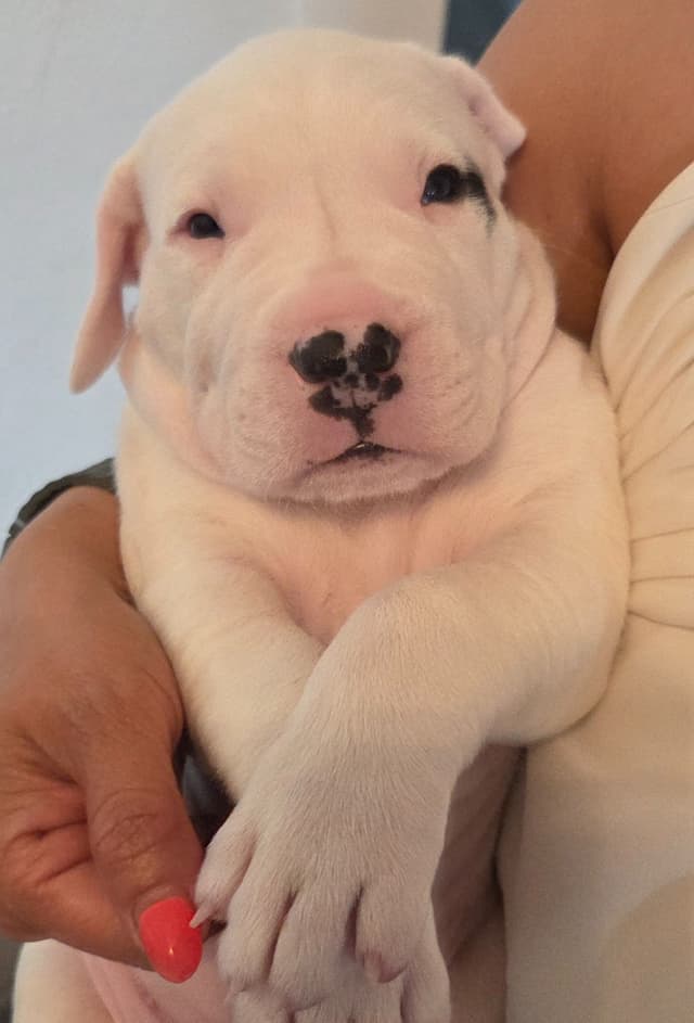 Dogo Argentino Puppies media 5