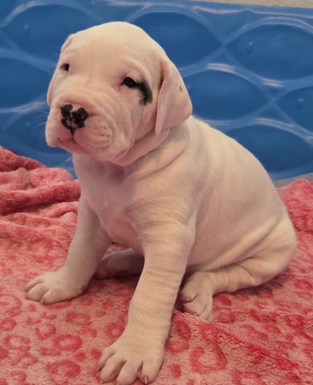 Dogo Argentino Puppies media 6