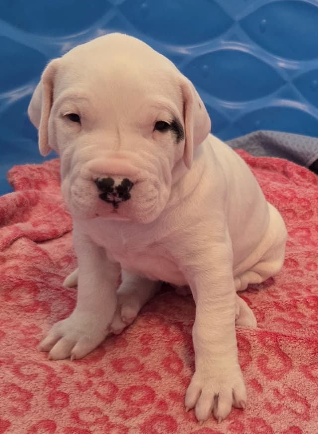 Dogo Argentino Puppies media 7