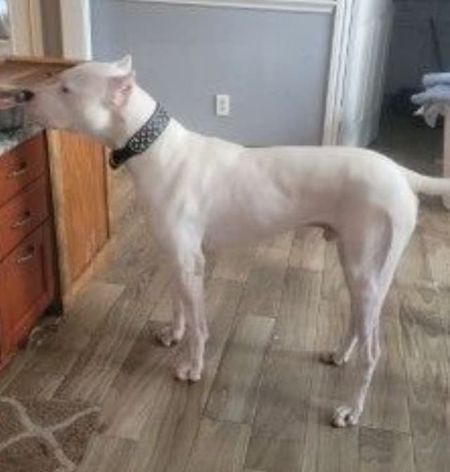 Dogo Argentino Puppies media 8