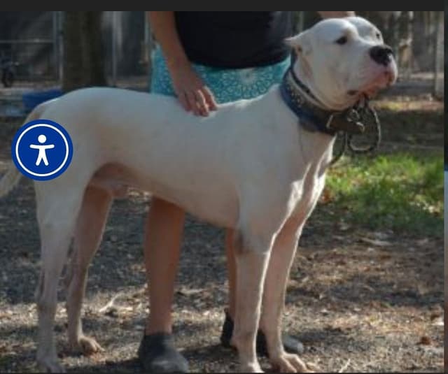 Dogo Argentino Puppies media 10