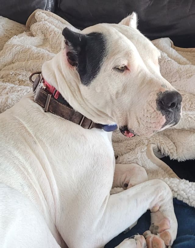 Dogo Argentino Puppies media 12