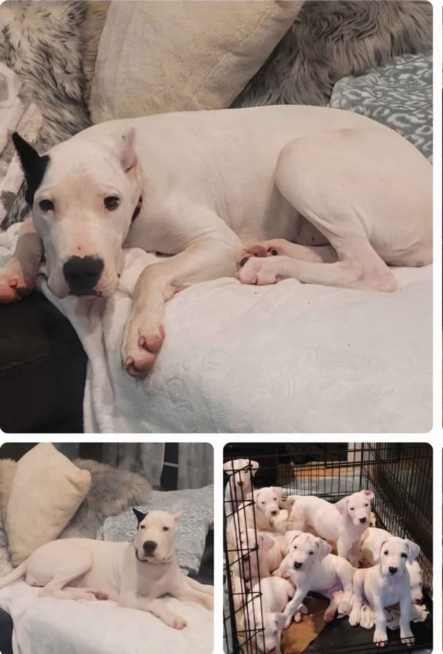 Dogo Argentino Puppies media 13